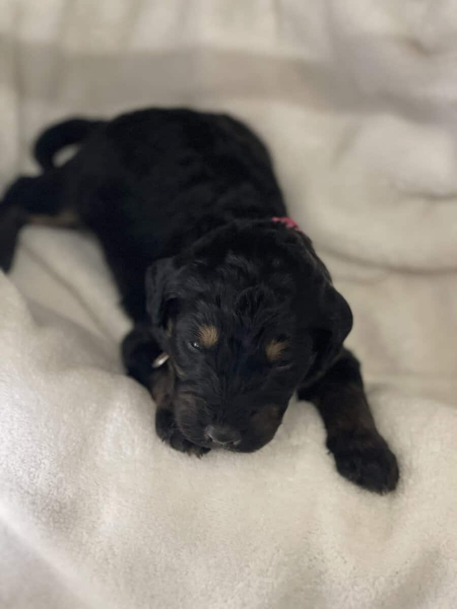 Rare Phantom Goldendoodle🚨 image 5
