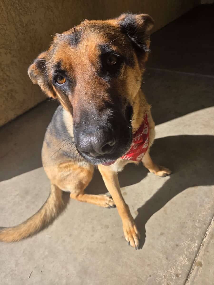 Female German Shepard image 3