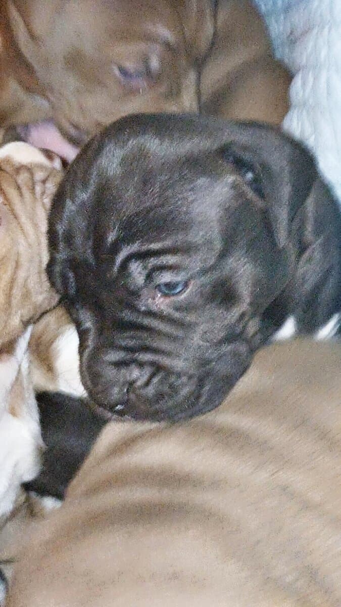 PUPPIES♡♡♡♡ image 8