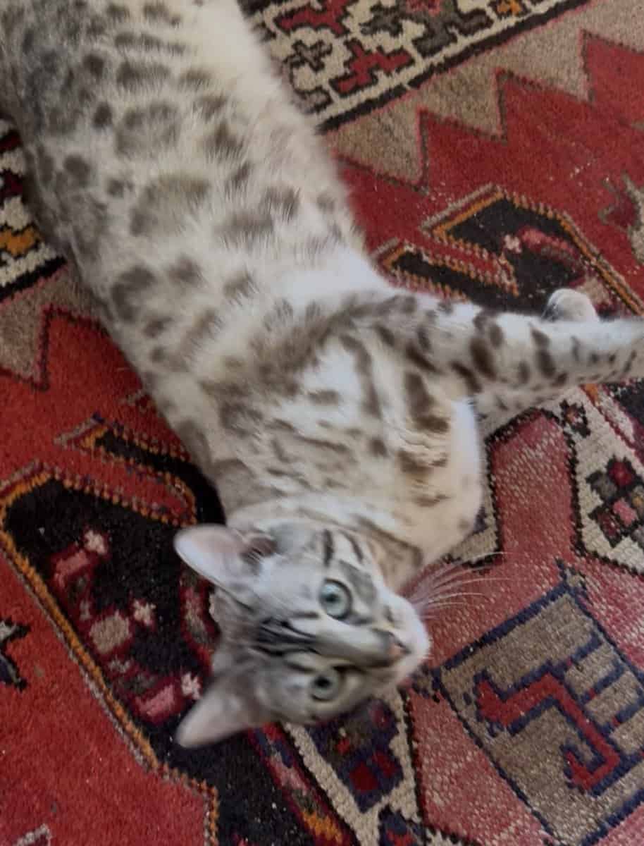 Bengal Cat 11 month old female for sale image 4