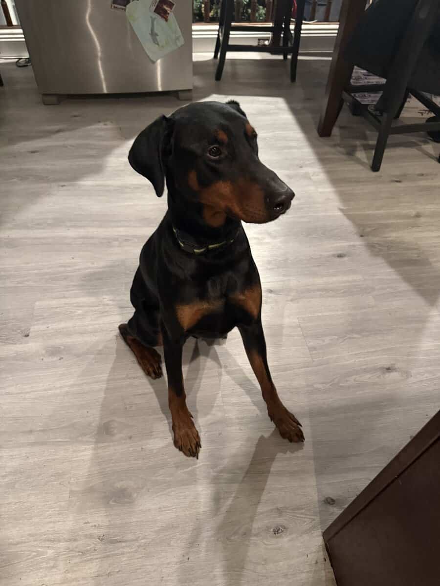 Doberman image 1
