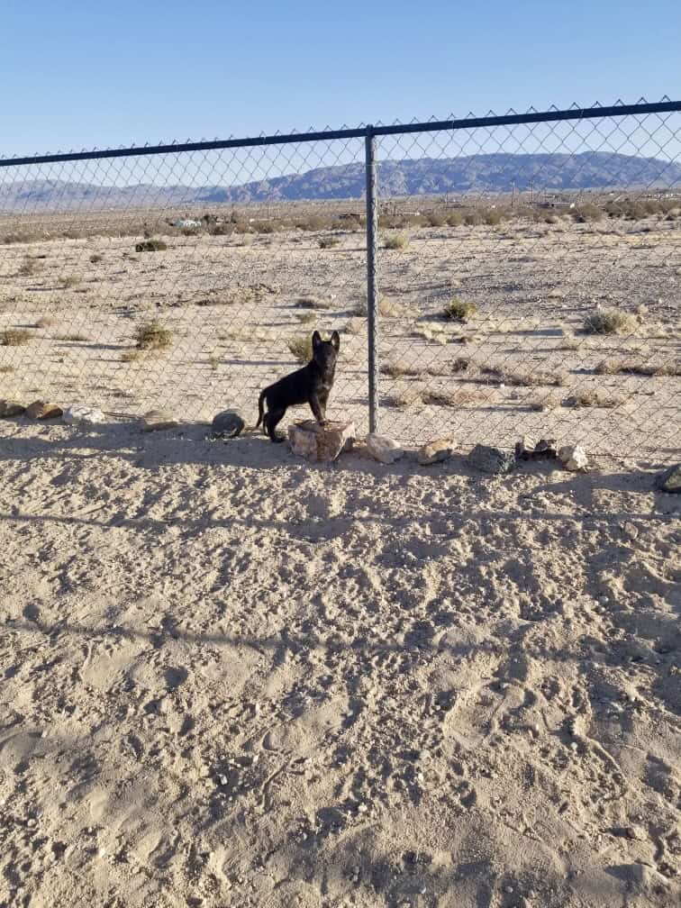Black Mixed German Shepherd image 2