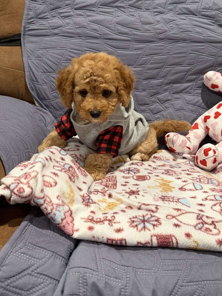 Mini Goldendoodles image 8