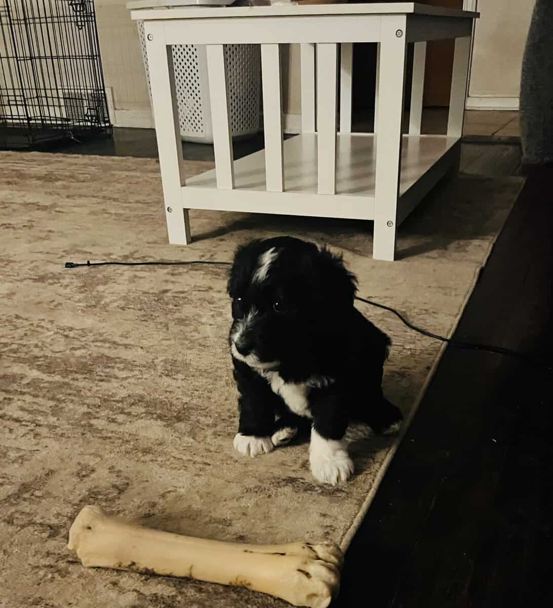 Bo adorable Aussie Doodle puppy image 8