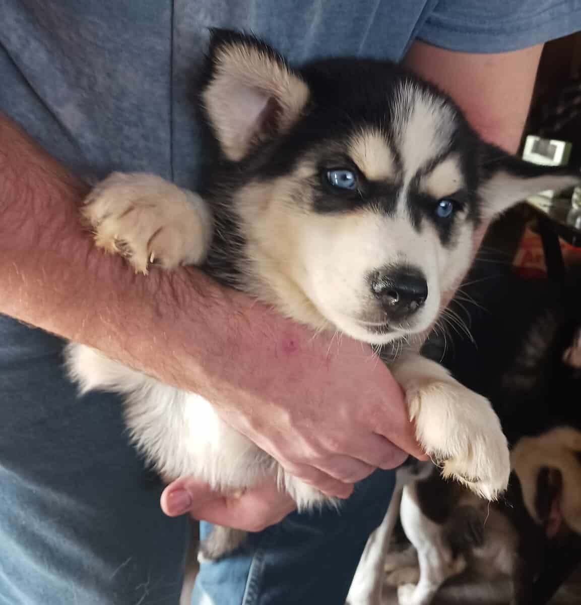 Husky puppies for sale image 3
