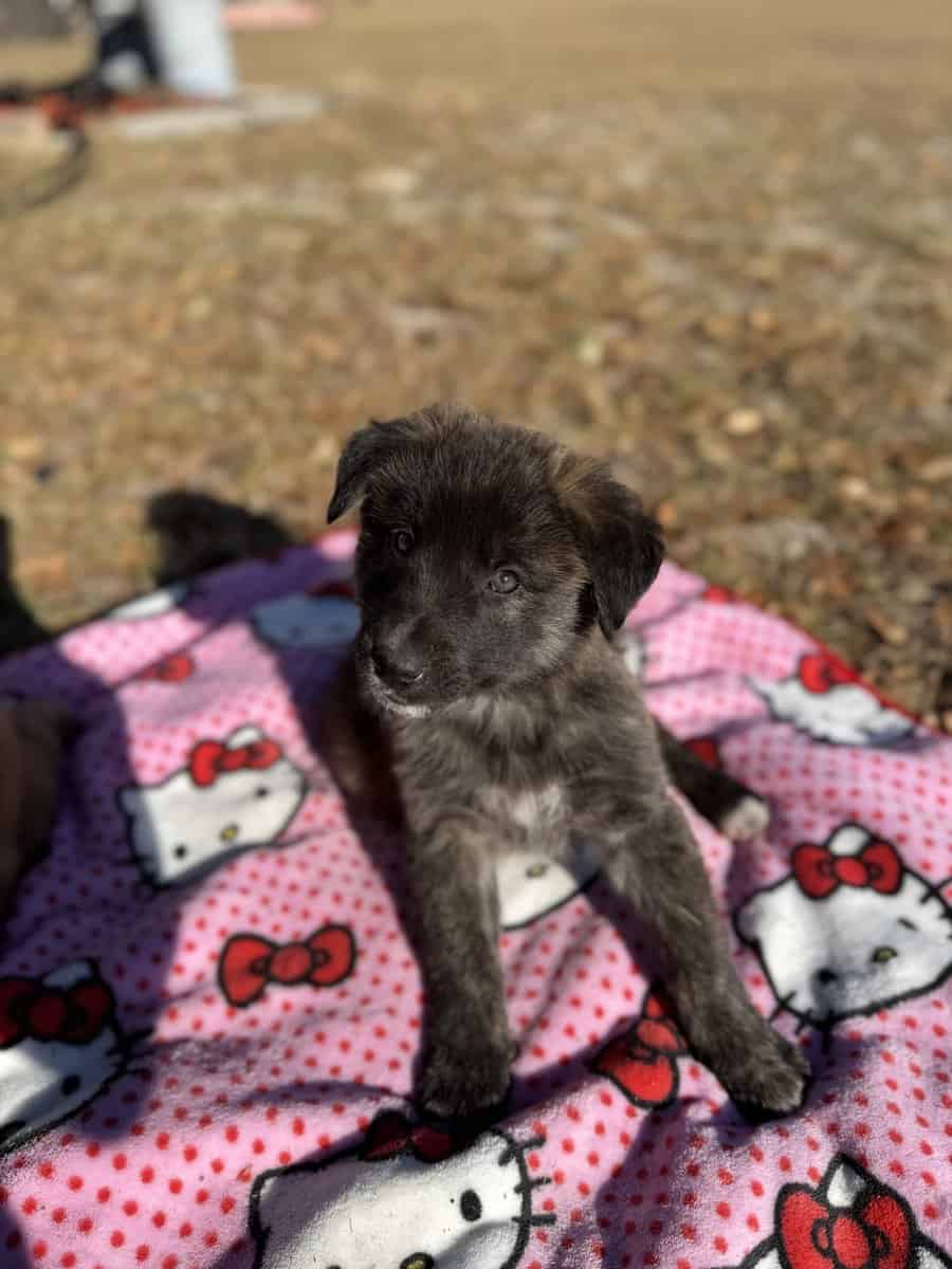 10 Anatolian Shepherd x Belgian Malinois Puppies image 4
