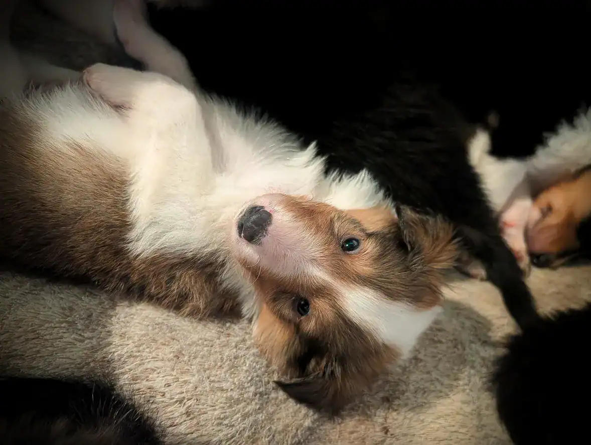 Pure bred rough collie pups image 1