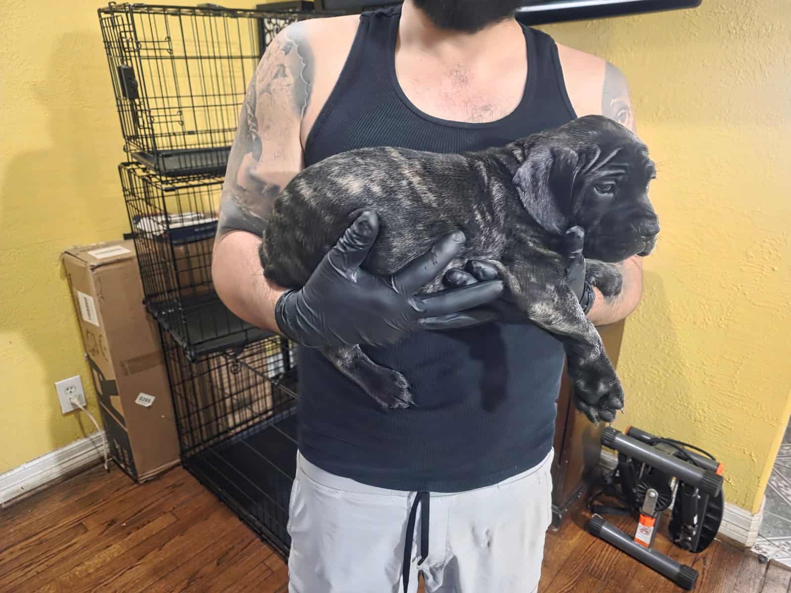 8 week cane corsos image 3