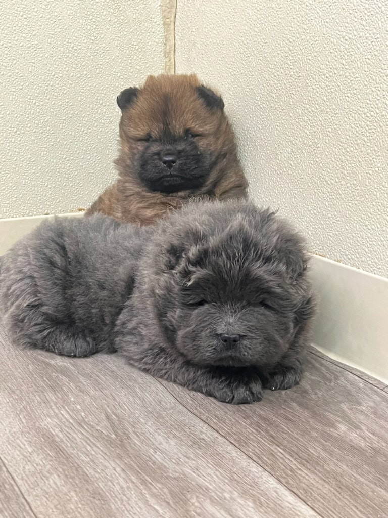 AKC Chow Chow Puppies image 1