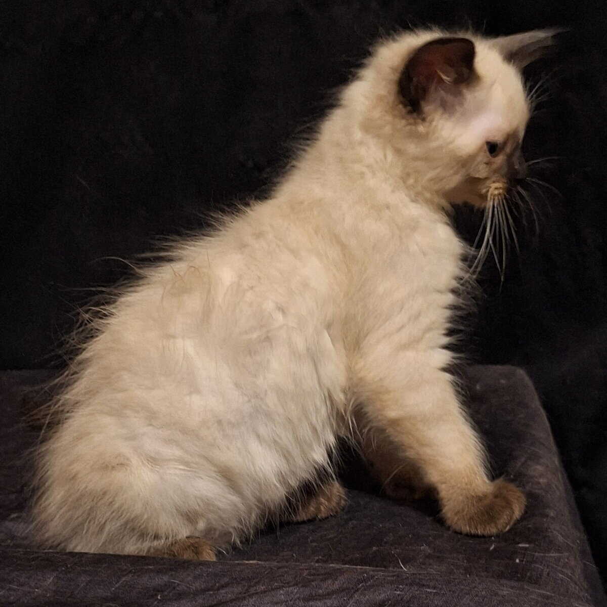 Gorgeous Seal Point Male Ragdoll image 1