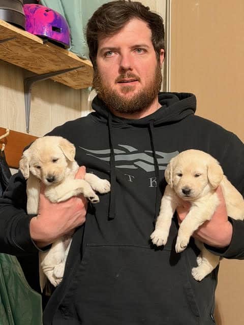 Labradoodle Puppies image 9
