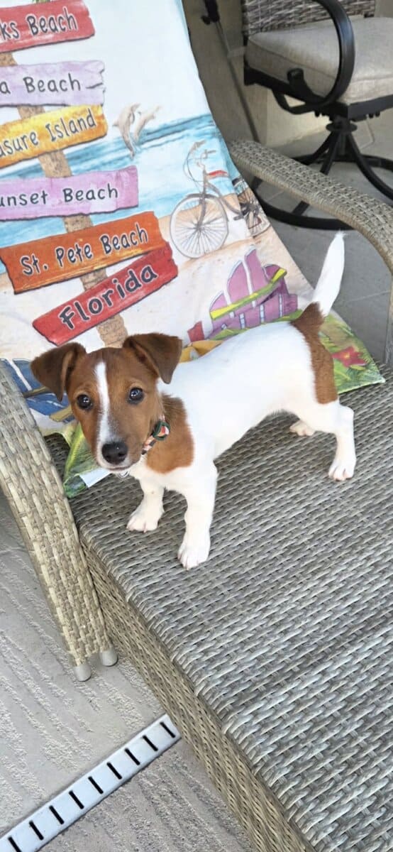 Jack Russell Terrier image 1