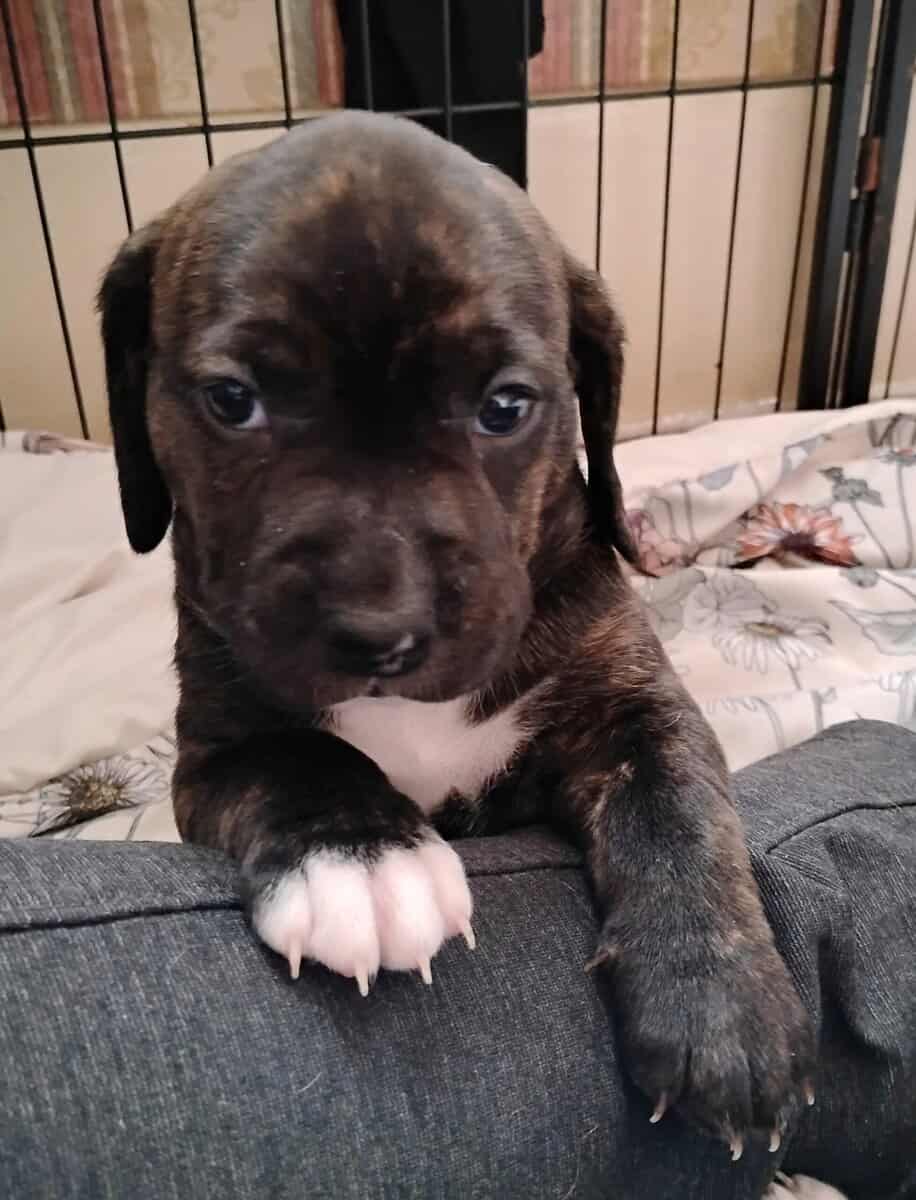 Pitt/Beagle mix puppies for sale image 2