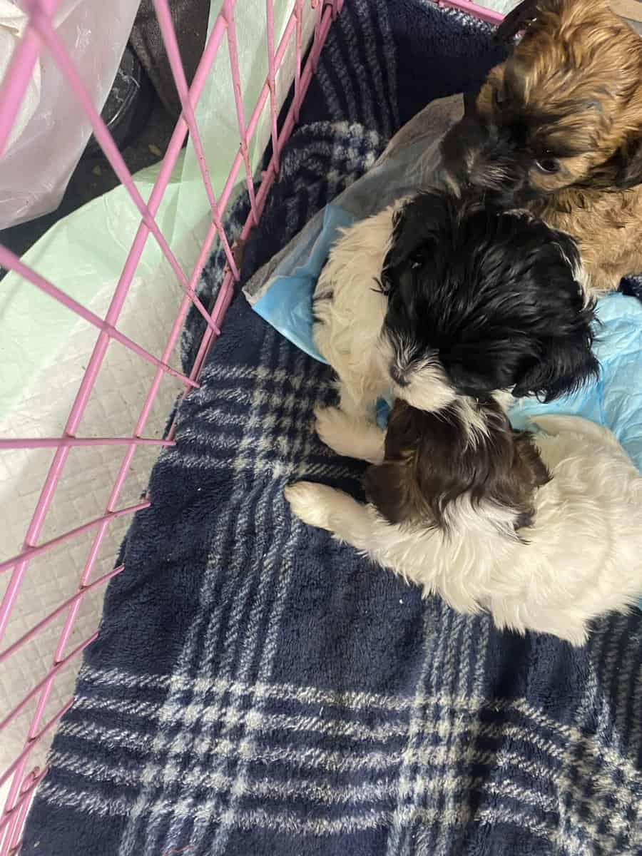 Malti poo image 2