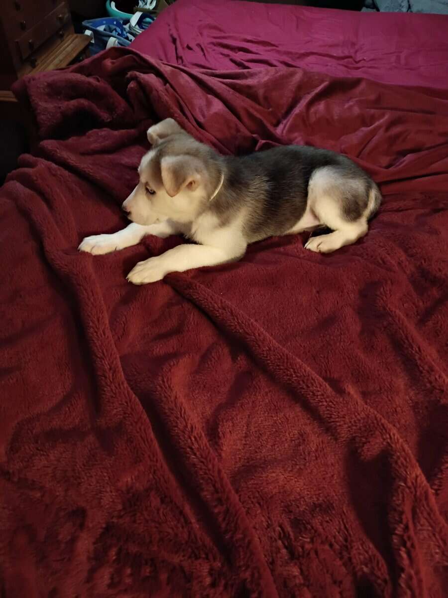 8 week old husky malamute wolf female puppy image 2