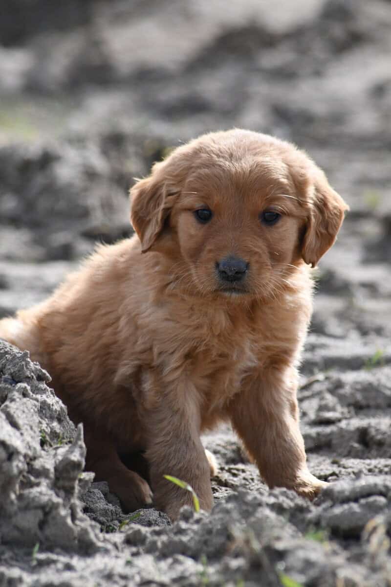 Purebred Golden Retriever papered image 14
