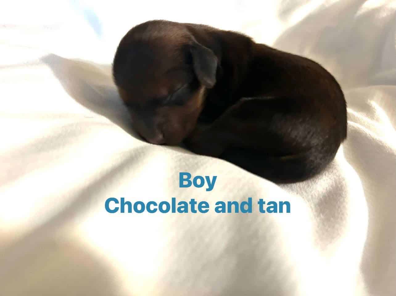 AKC miniature dachshund image 4