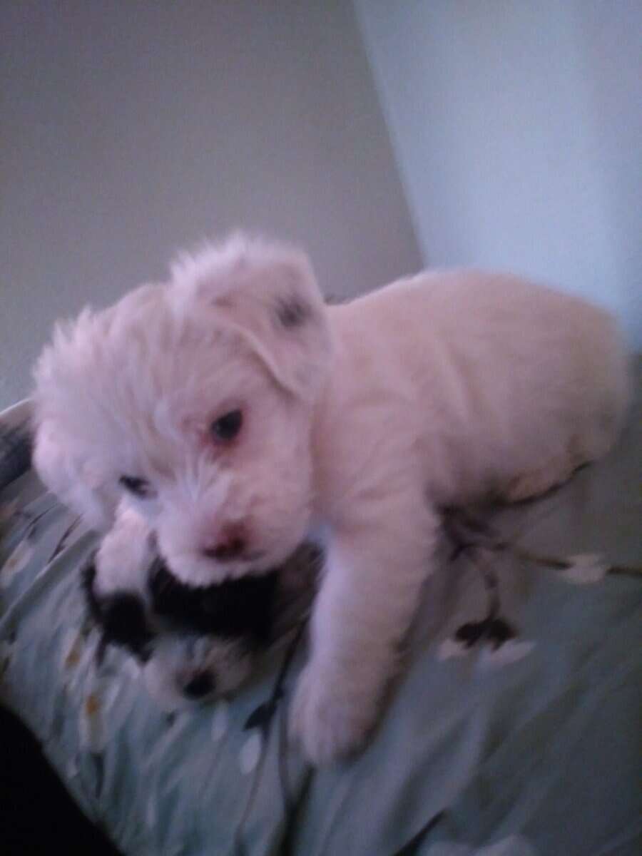 Maltese, havapoo, brewier terrier image 1