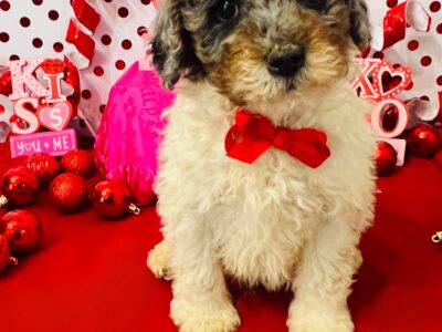 Mini White with Merle Poodle
