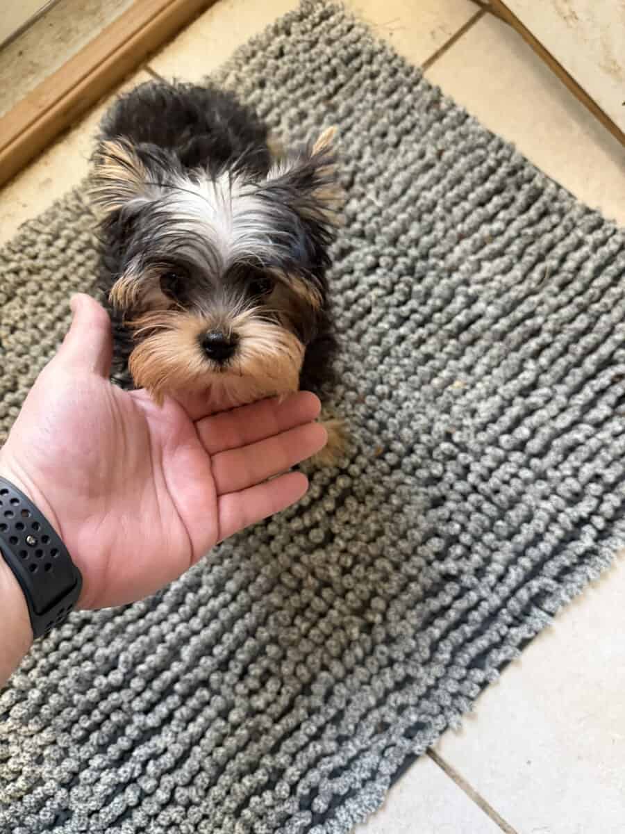 Yorkie puppy image 7