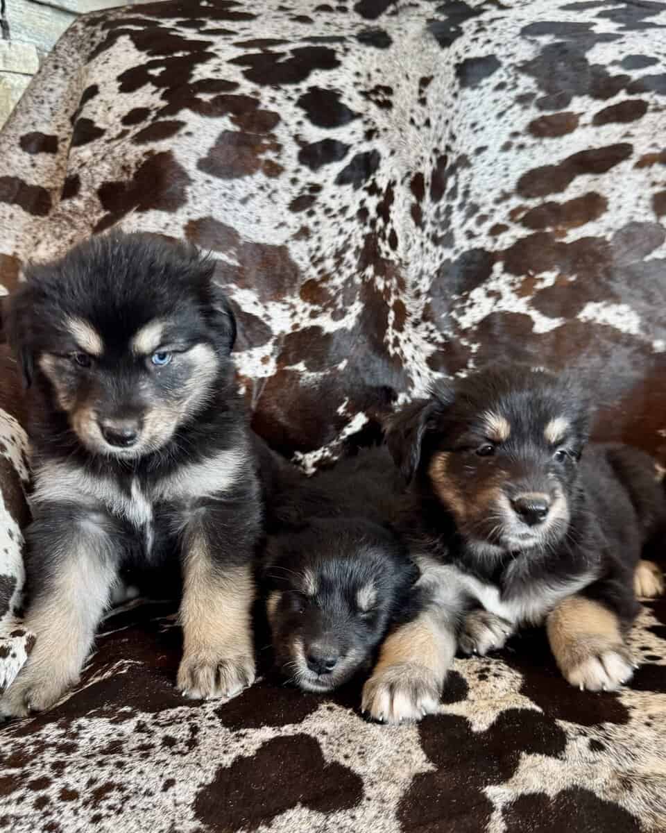 Goberians Siberian Husky x Golden Retriever image 2