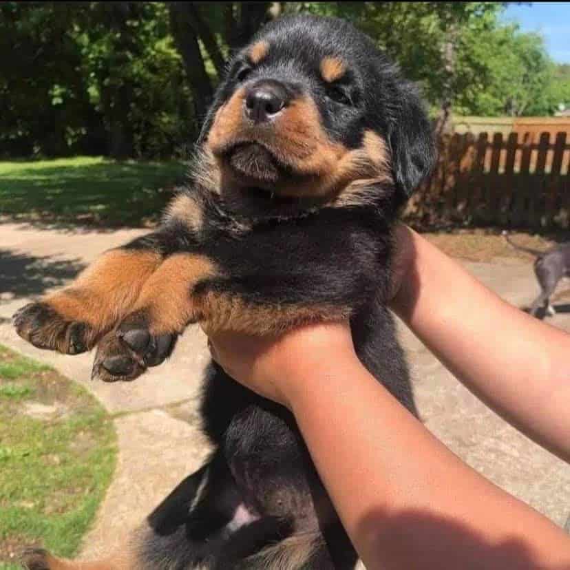 Rottweiler Puppies Currently Available On Adoption image 3
