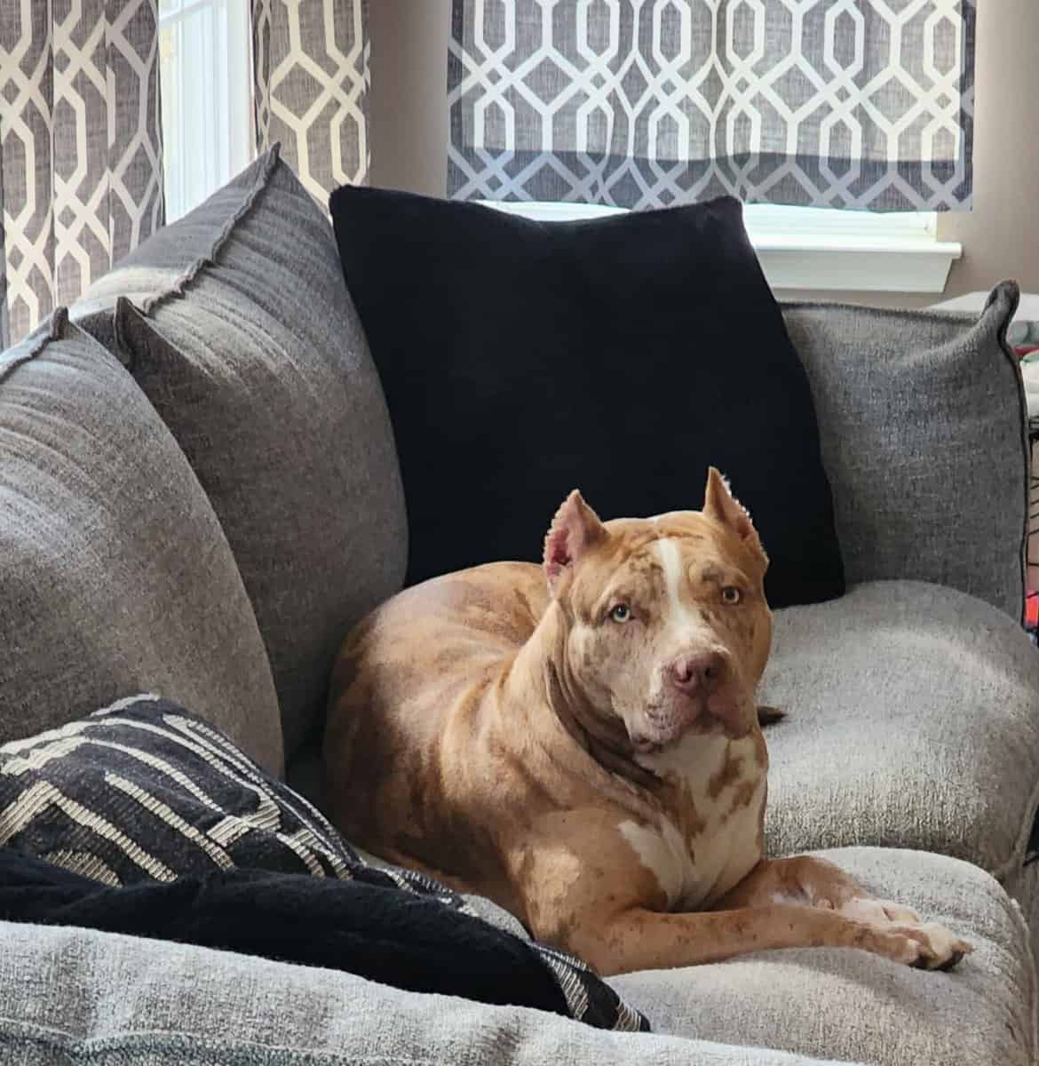 Female American Bully image 1