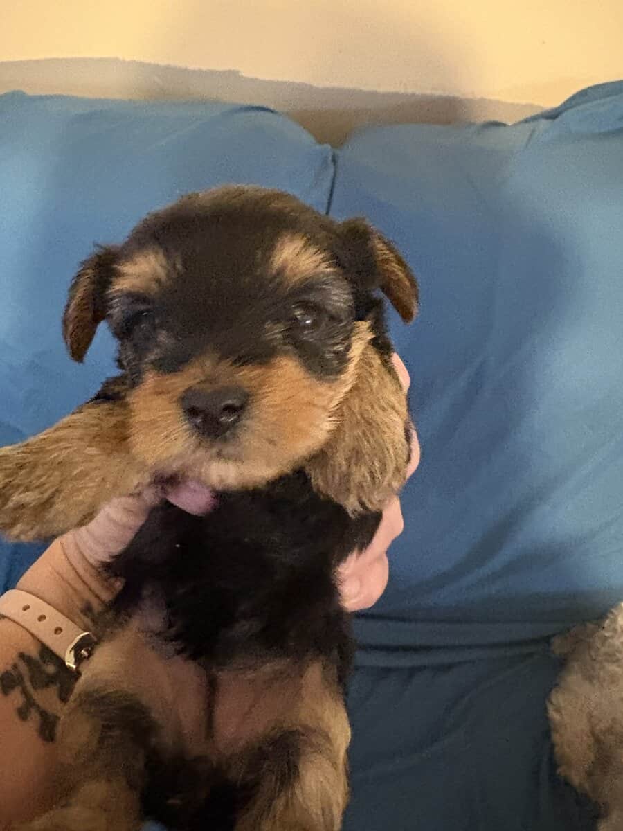 Adorable little yorkie image 1