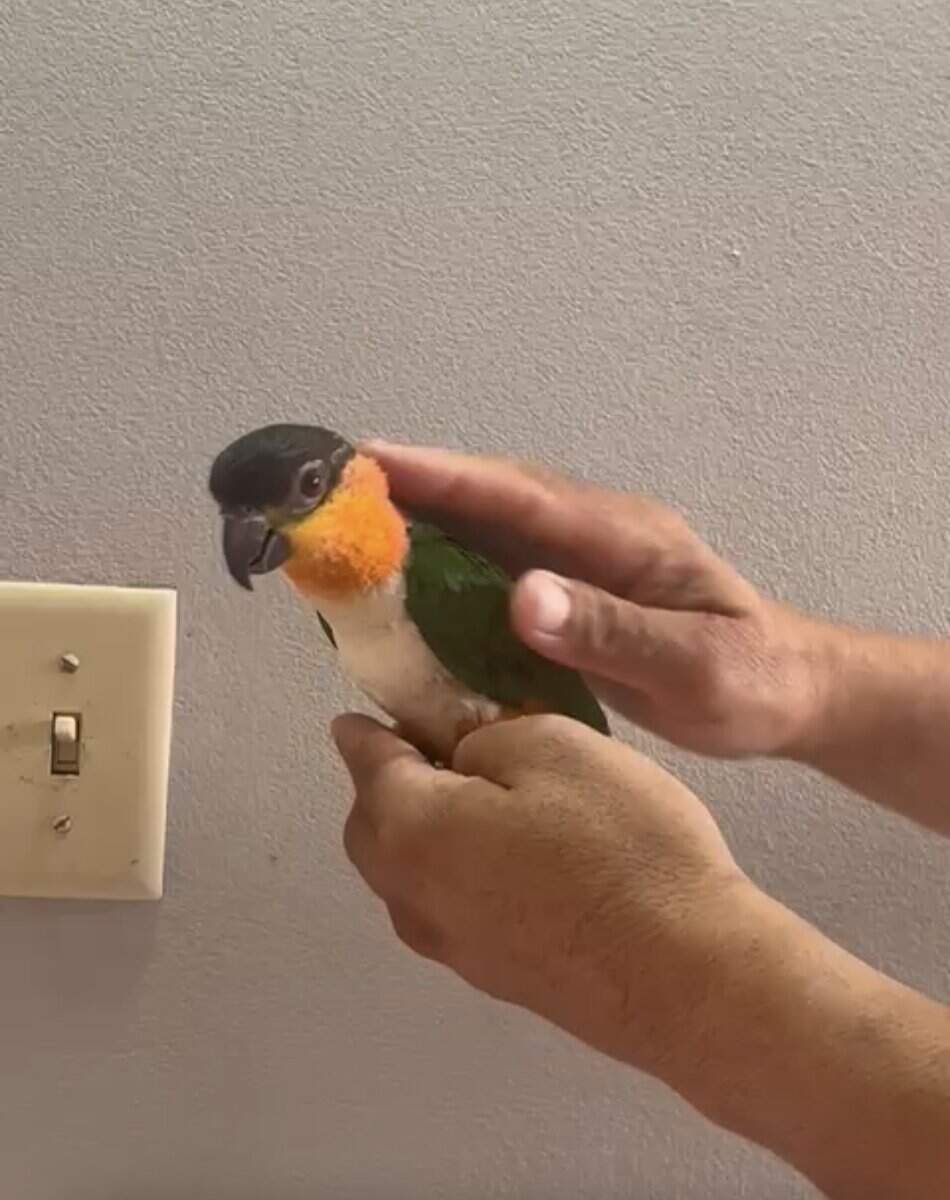Caique , Eclectus And Sun Conures image 1