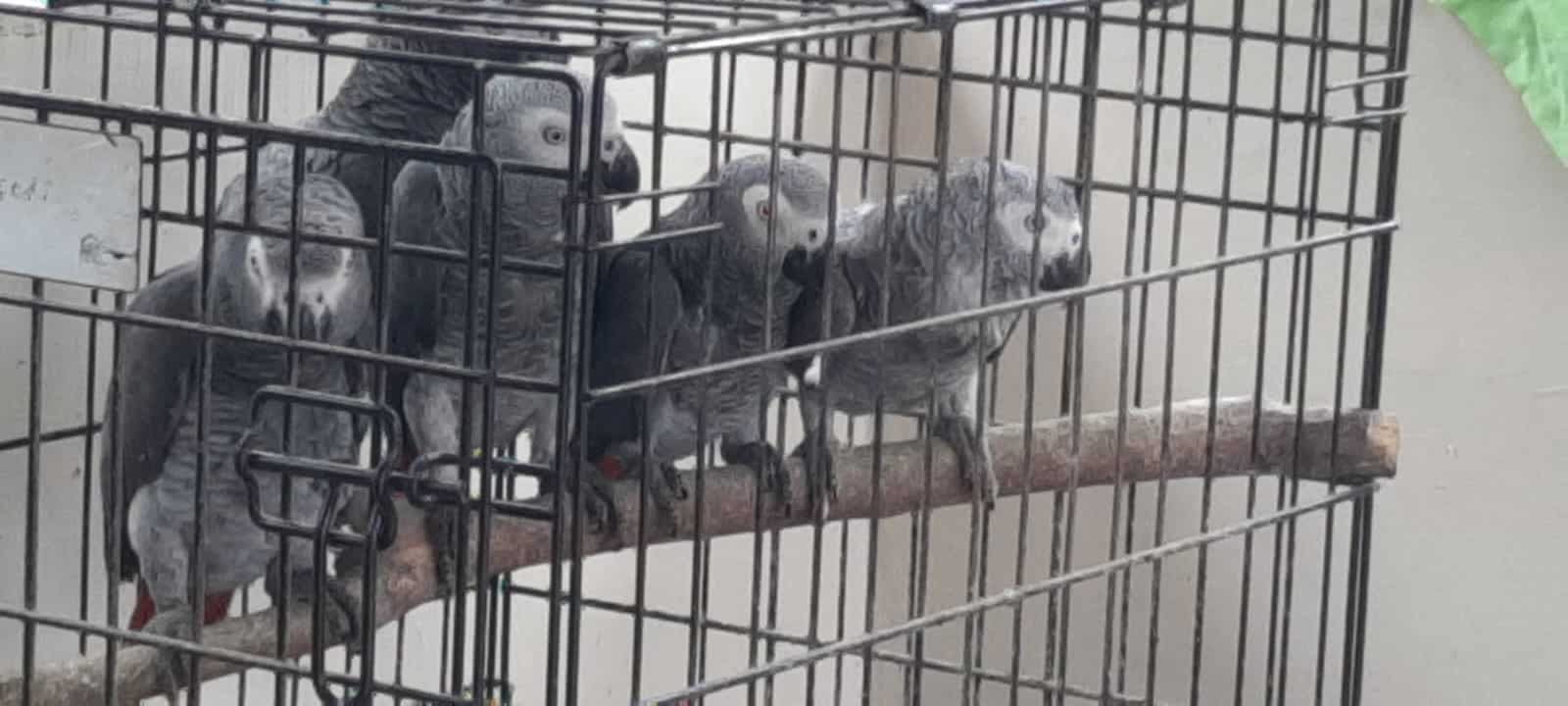 African grey parrots for sale- hand raised and hea image 1