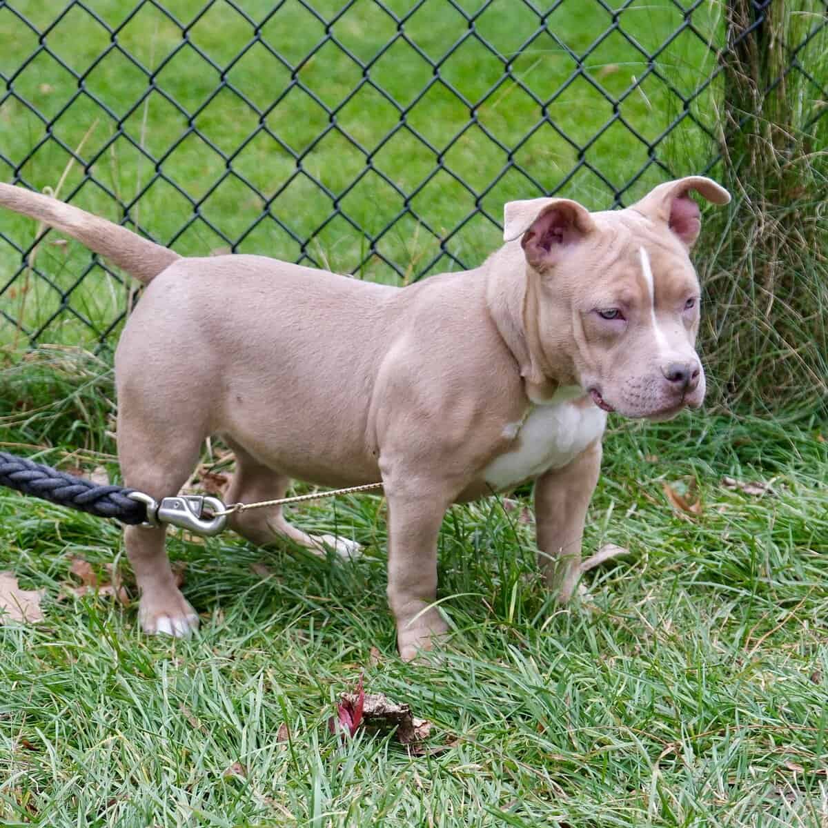 American bully puppy image 2