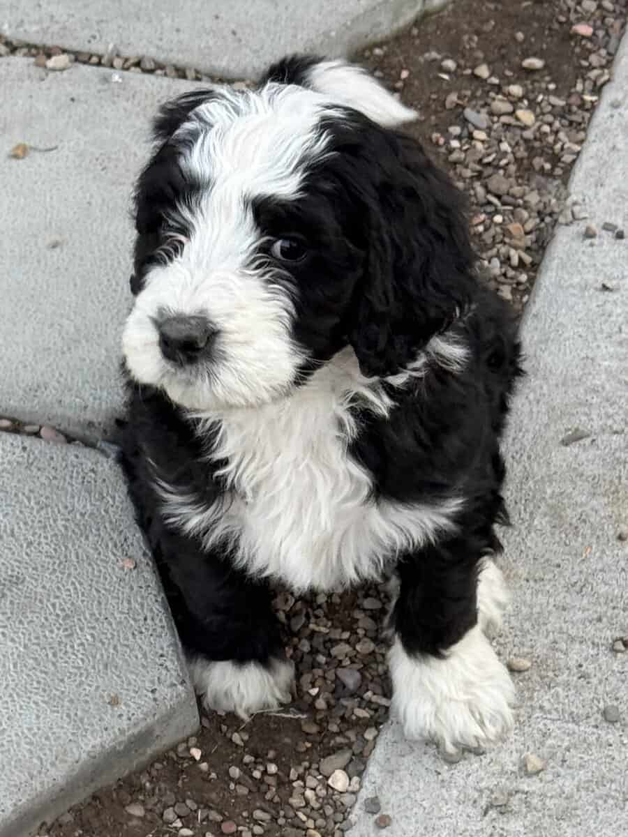 Bernedoodle Puppies image 5