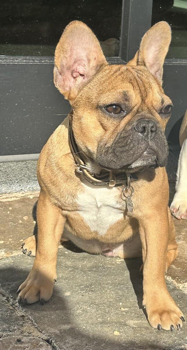 European Champion blood line French bulldog image 3