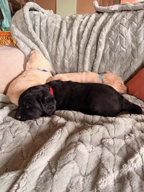 Labradoodle Puppies image 10