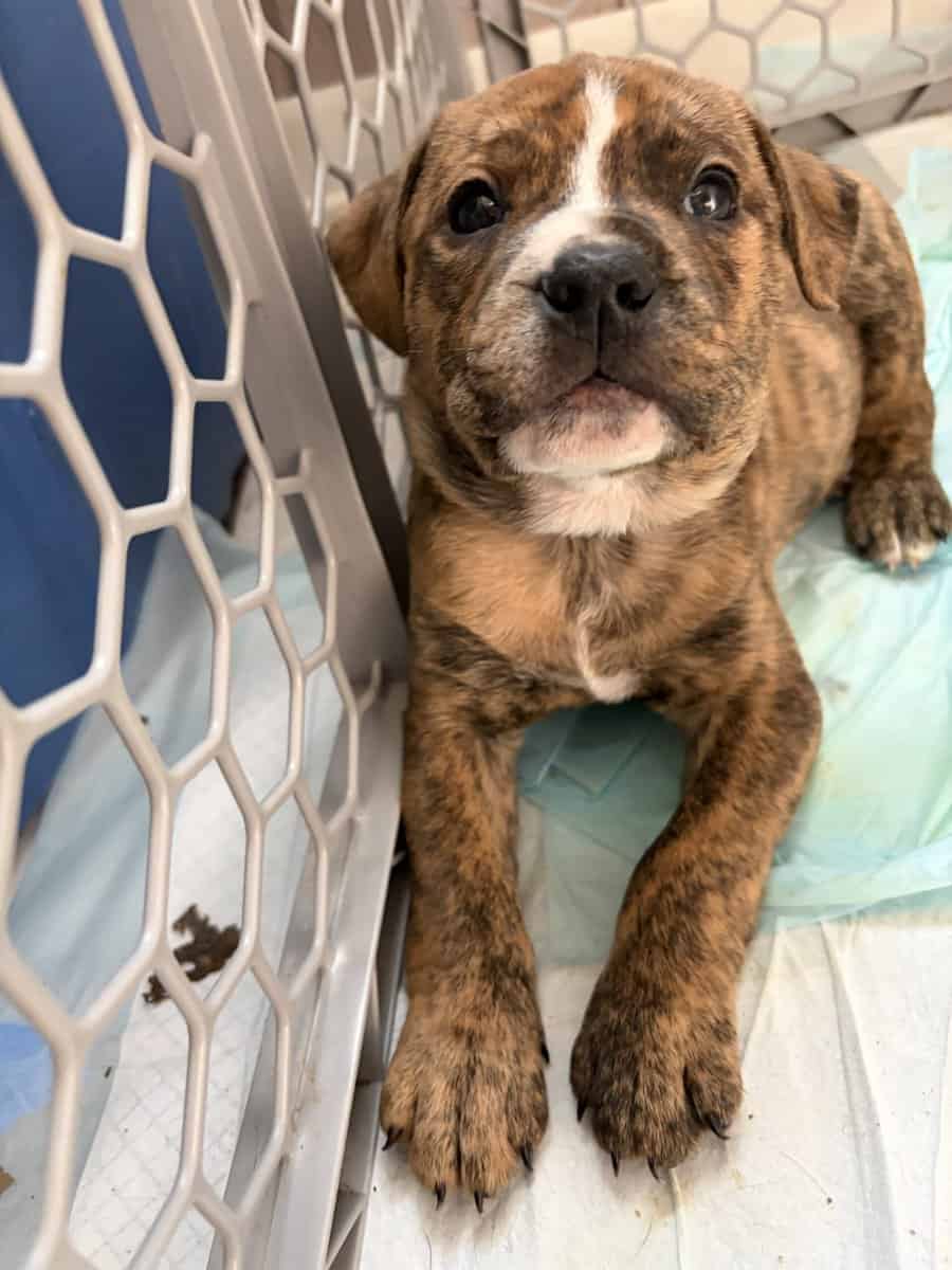 Olde English bulldog puppies image 4