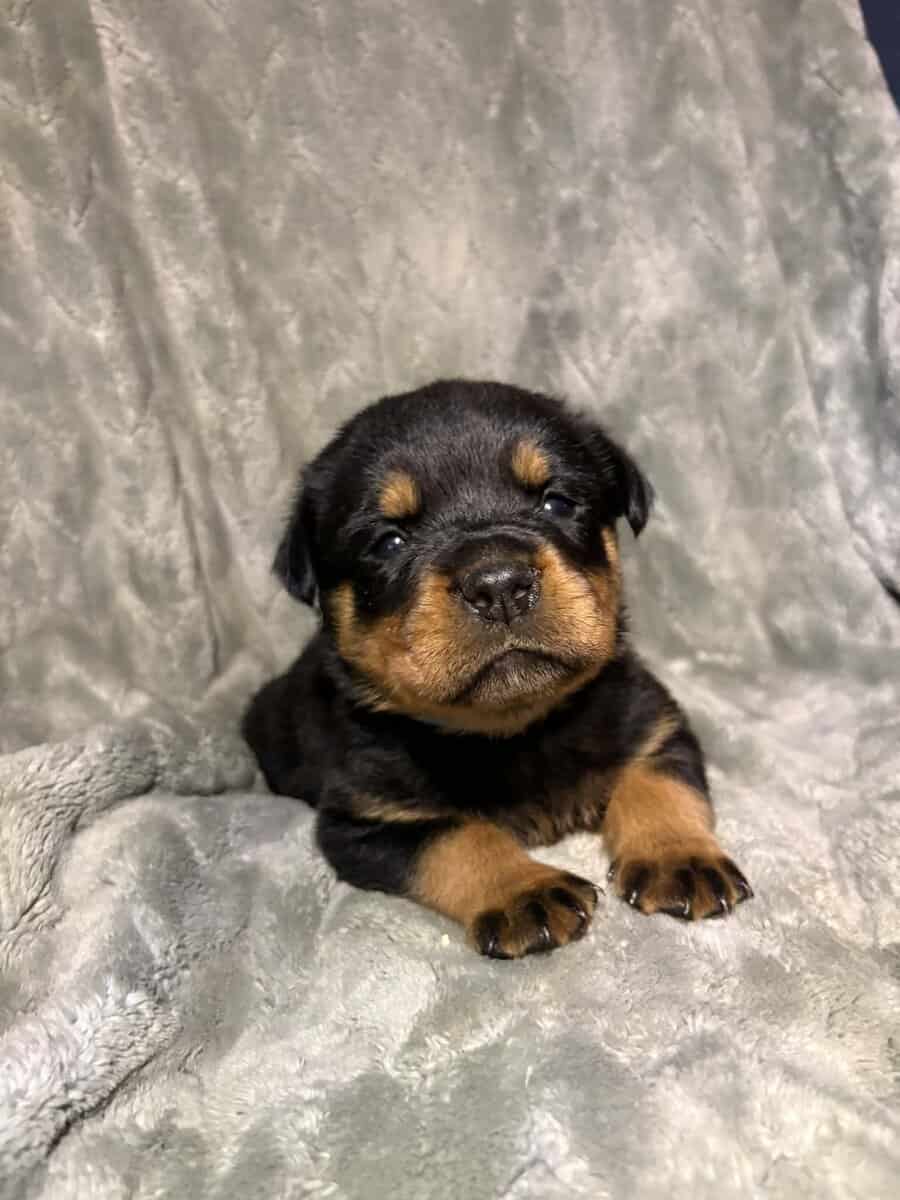 AKC Rottweiler Puppies image 8