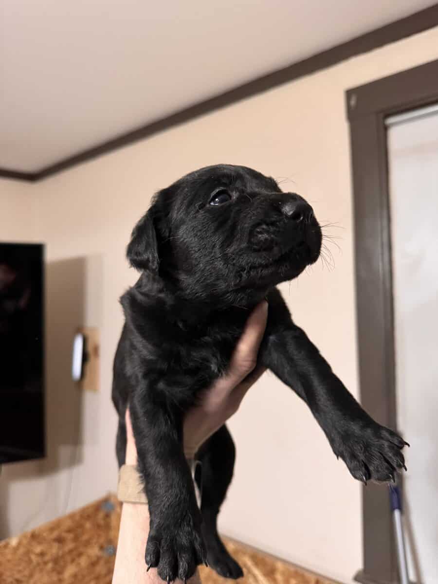 Doberman Pitbull Mix Puppies image 3