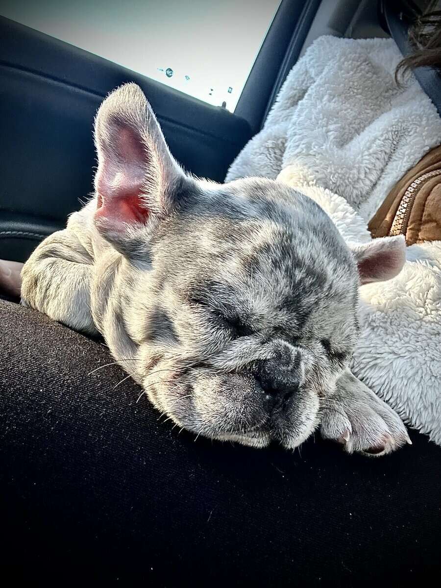 French Bulldog Puppy image 2