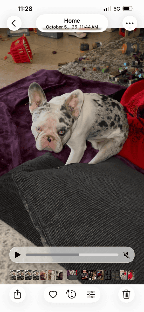 French bulldog image 1