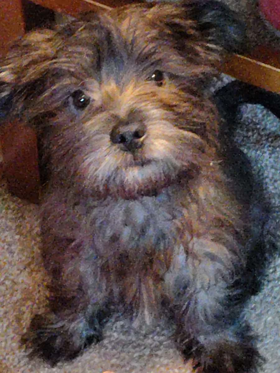 RARE RARE BRINDLE FOURCHE image 3