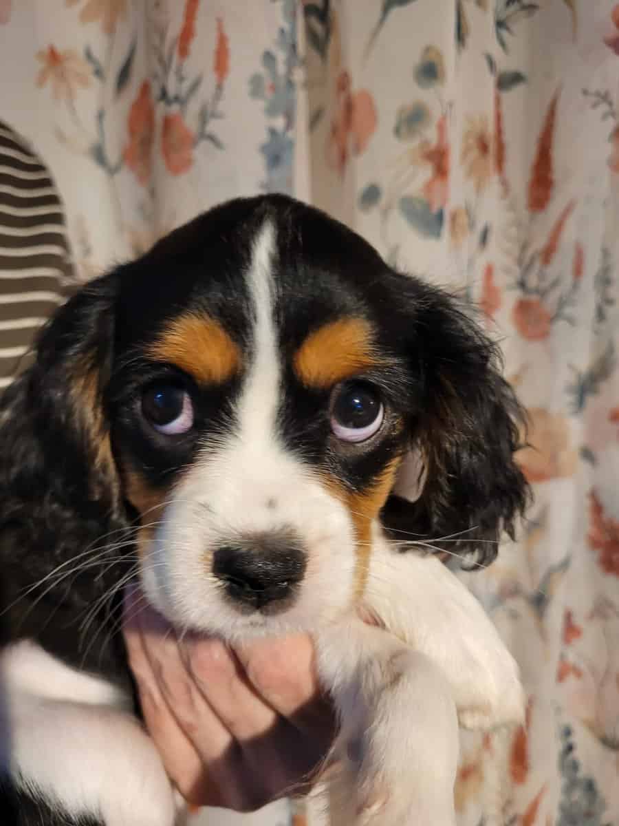 King charles cavaliers puppy image 1