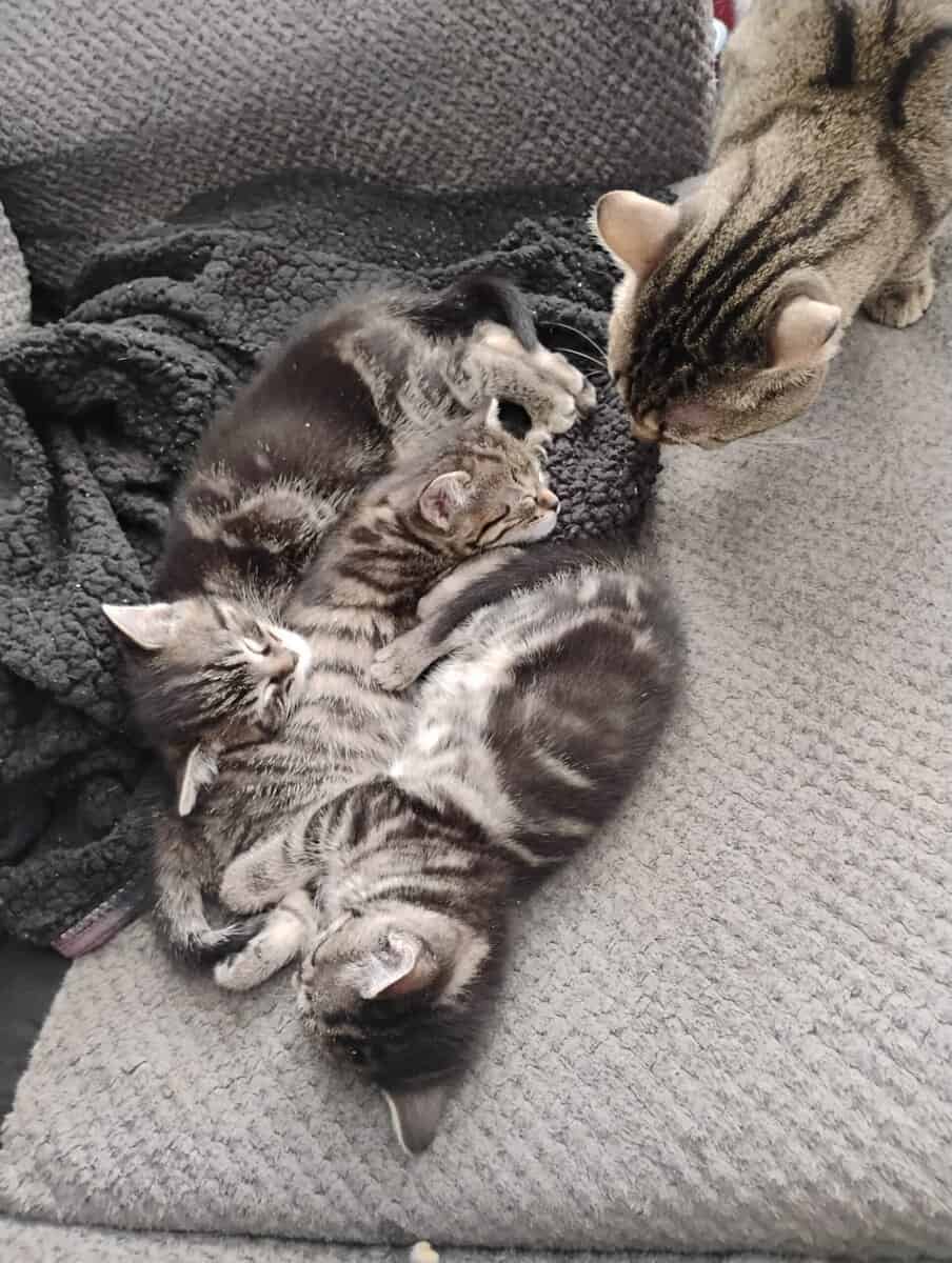 Free cats and kittens image 1