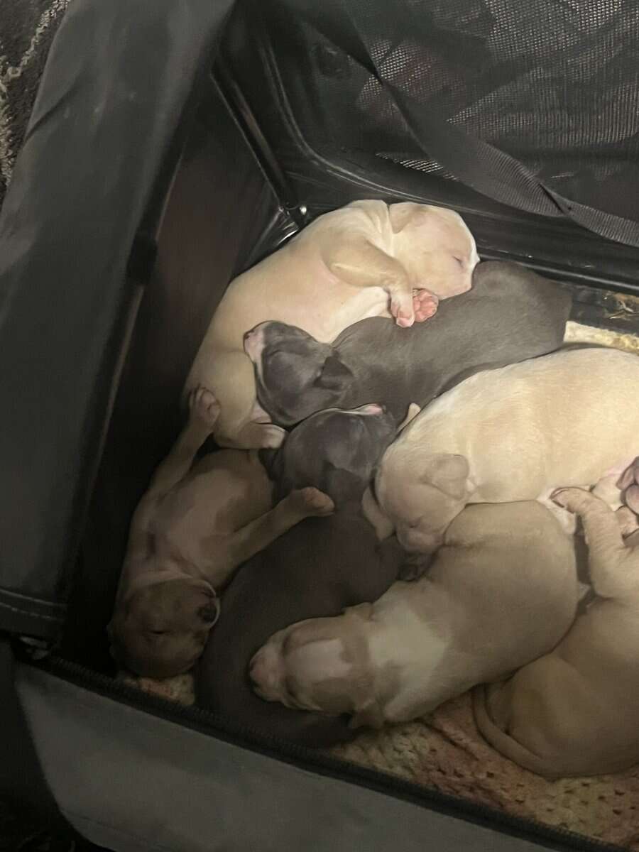 Pit bull puppies image 1