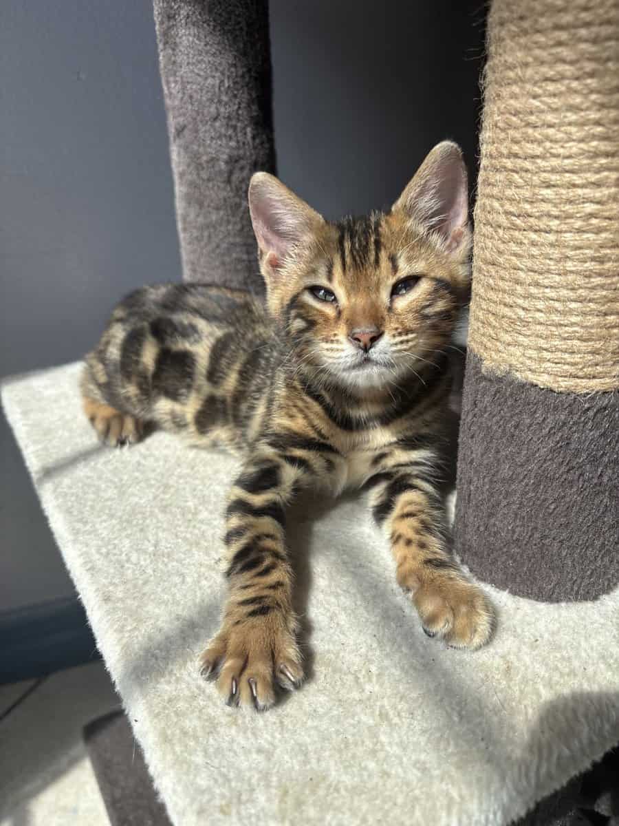 Bengal kittens image 7