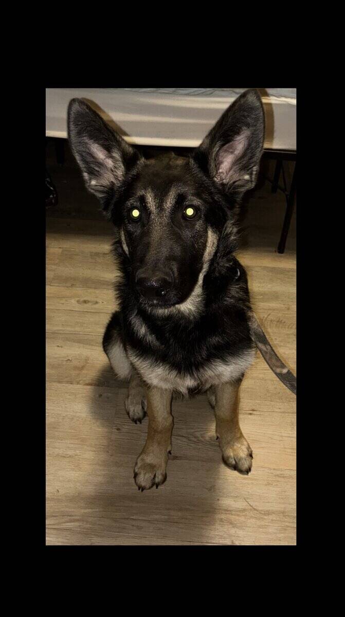 Obedient German Shepherd Puppy image 5
