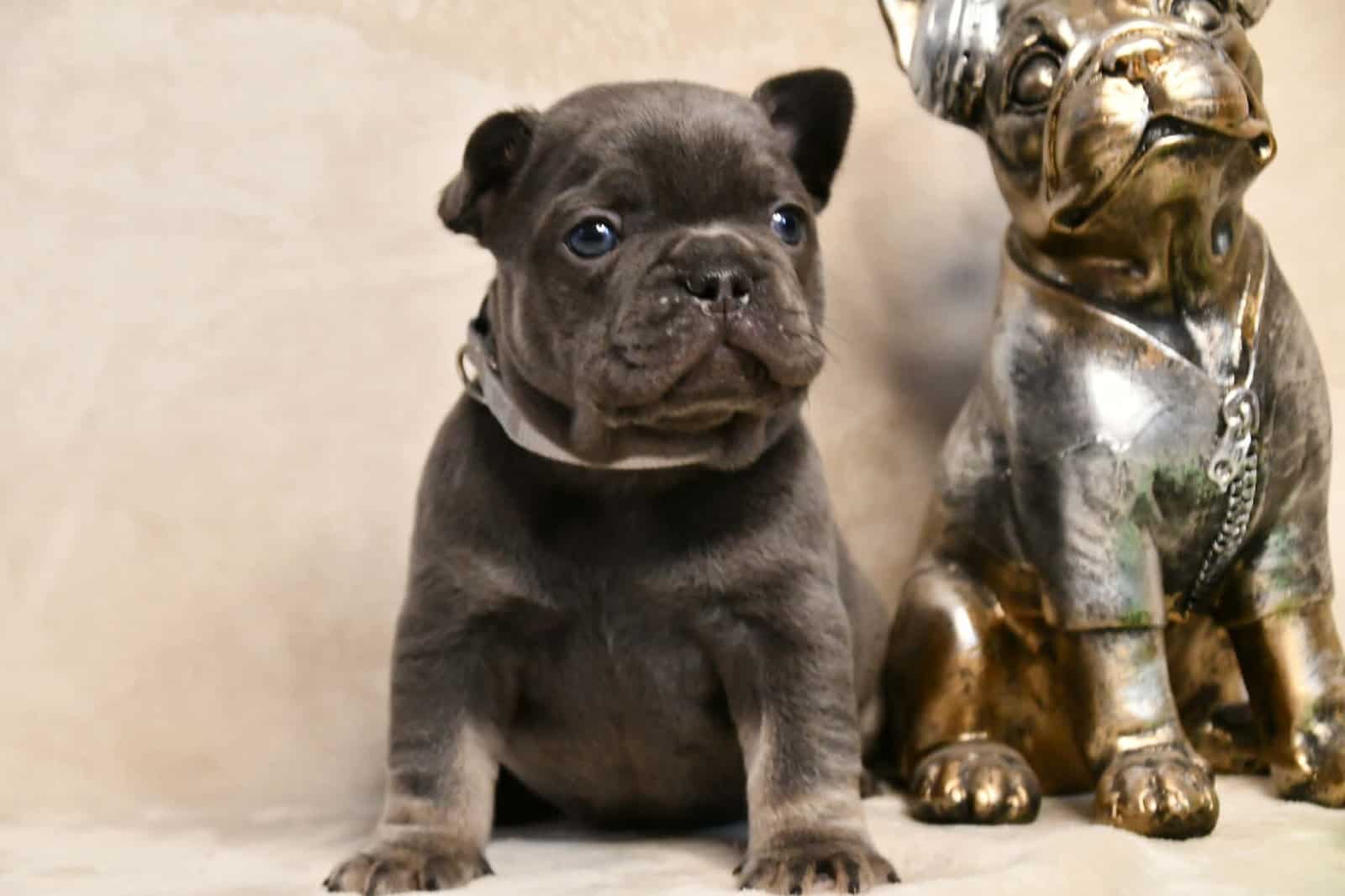 Litter of 6 for Sell - French Bulldogs image 3