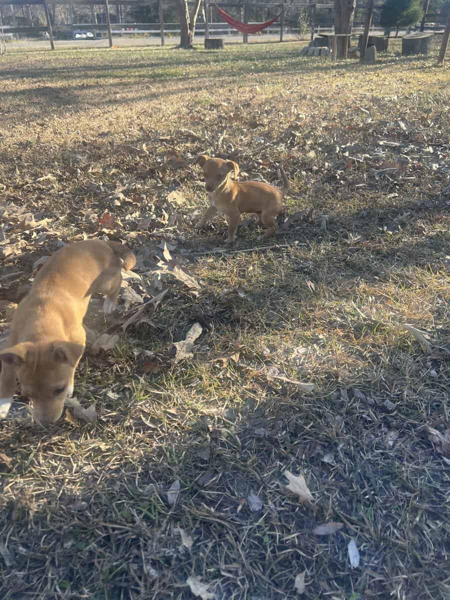 Chihuahua/dachsund image 4