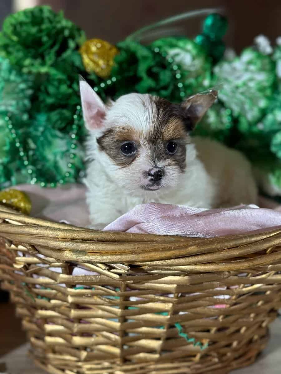Yorkies puppy's ready image 8