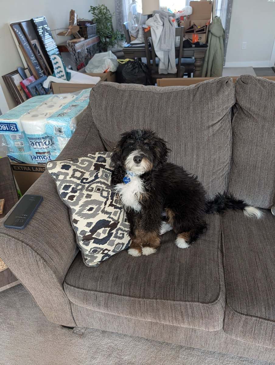 Bernadoodle puppy image 2
