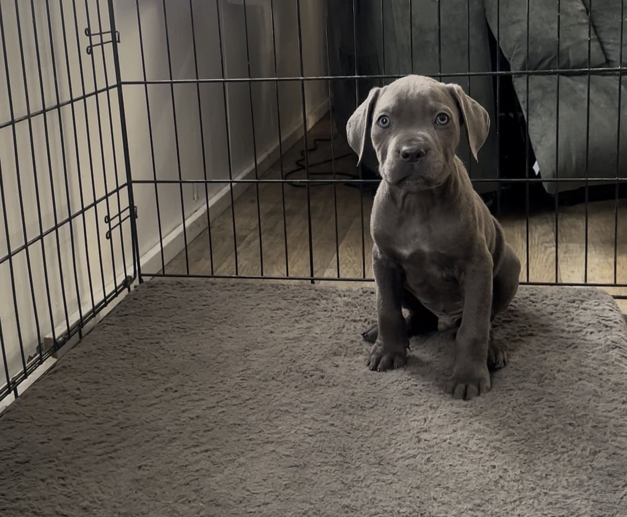 Cane corso image 2